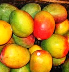 Плод манго незаслуженно забыт