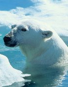 Фауна Северного Ледовитого океана в опасности