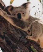 � ���� ��������� ���������� ���� ����� 