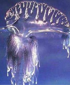 � �������� �������� ������������ �������� ������