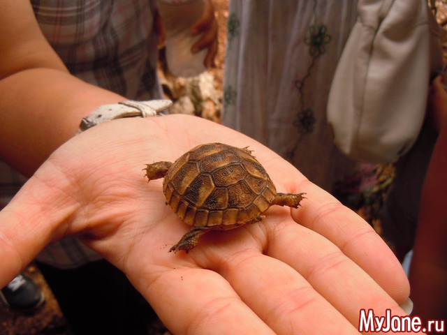 ������. ������.