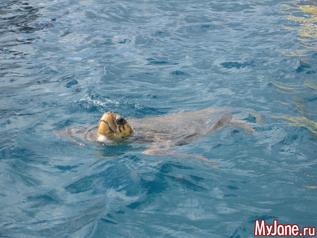 ������. ������.