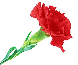 �������� - �������� � ���������.