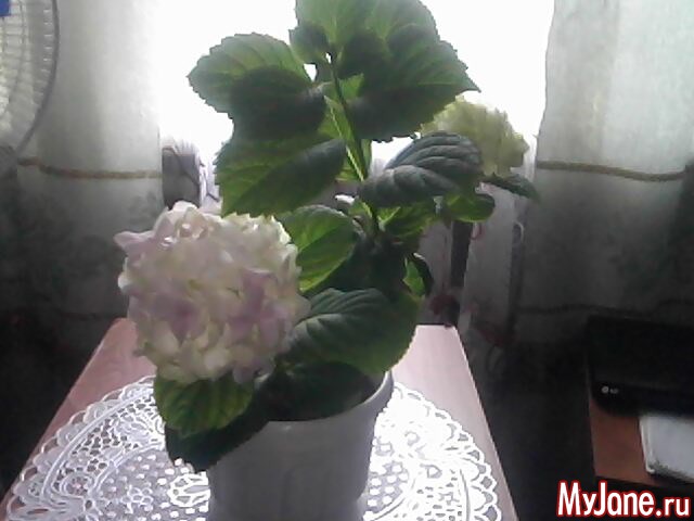 ��� �������