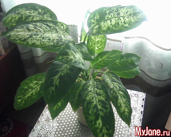 ��� ����