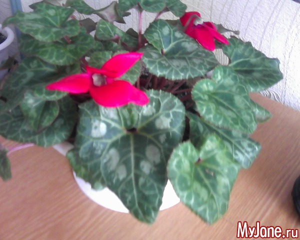 ��� ����