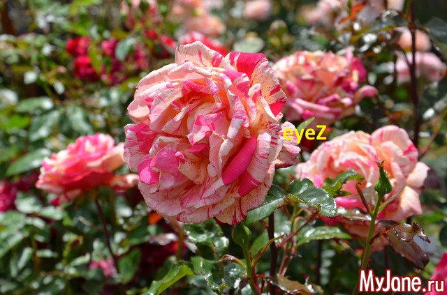 ��������� ���/������ ���������