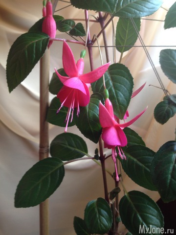 ��� ��������