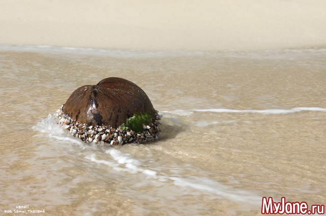 ������ �����