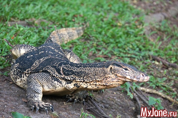 �������, �������