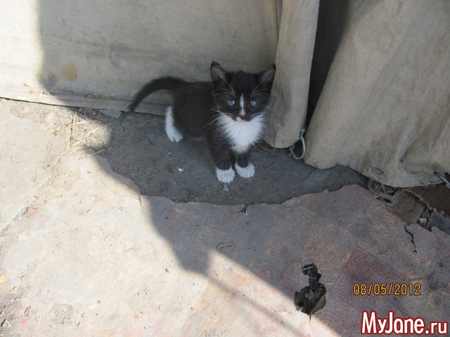 ������ ��������