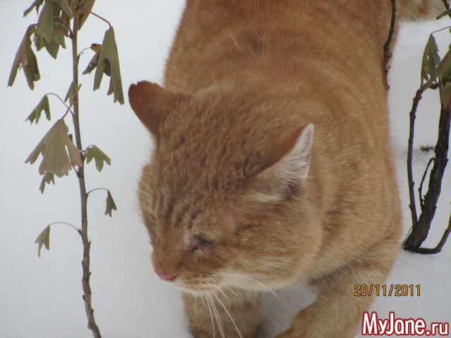 ������ ��������