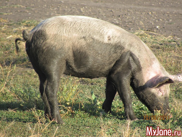 ������ ��������