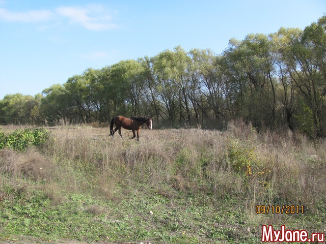 ������ ��������