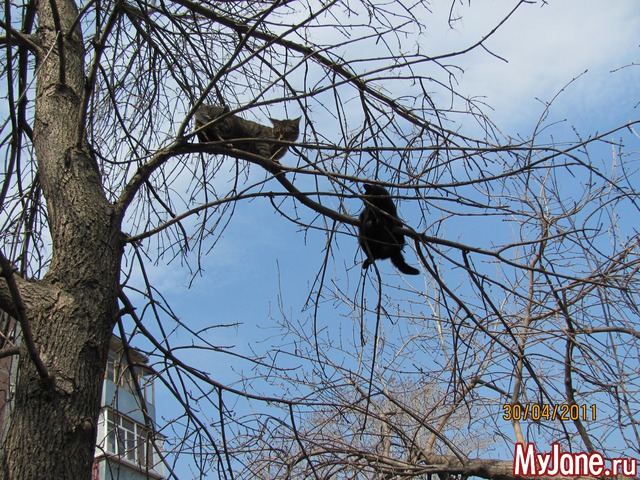 ������ ��������