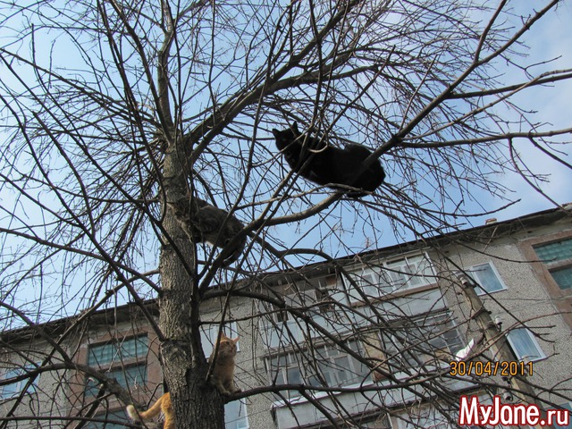 ������ ��������