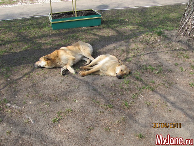 ������ ��������