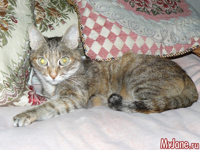 �������� ���������