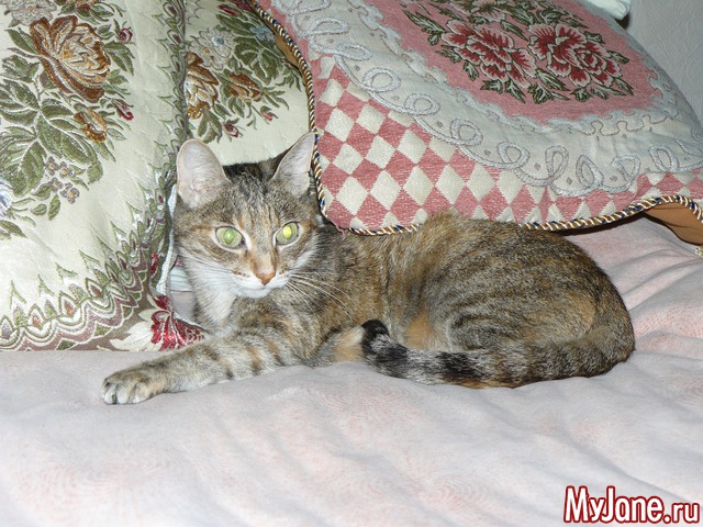 �������� ���������