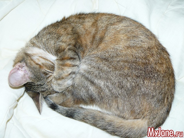 �������� ���������