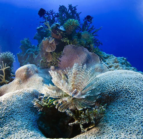 ����� �������� ����