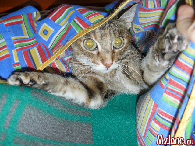 �������� ���������