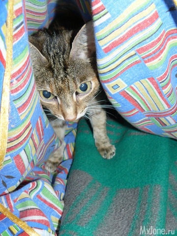 �������� ���������