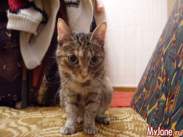 �������� ���������