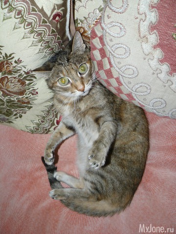 �������� ���������