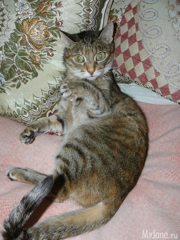 �������� ���������