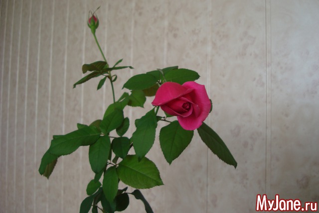 ��� ���� ������� �� ���������� ����������.