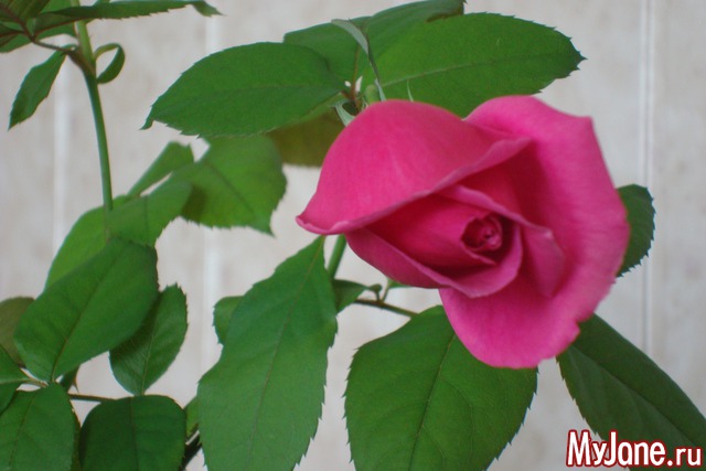 �������