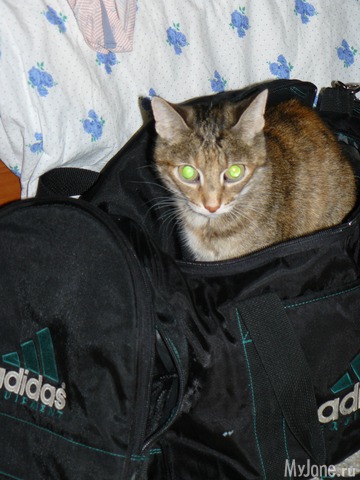 �������� ���������