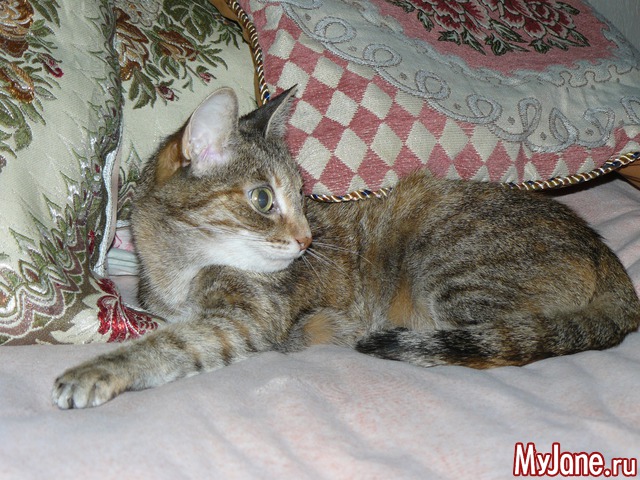 �������� ���������