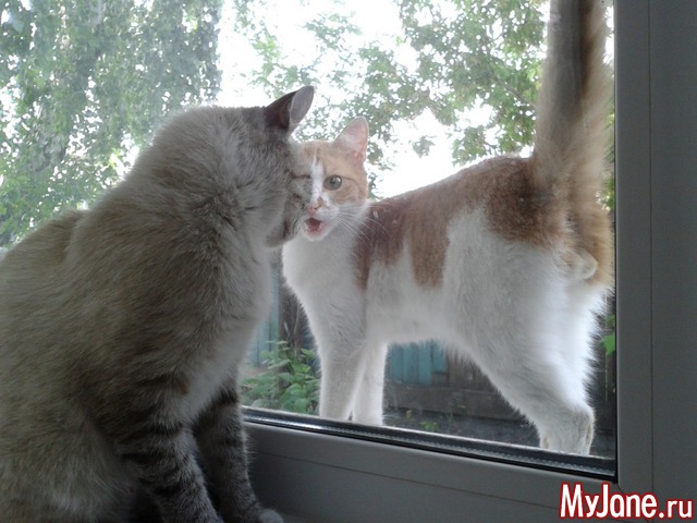 ���� ������.