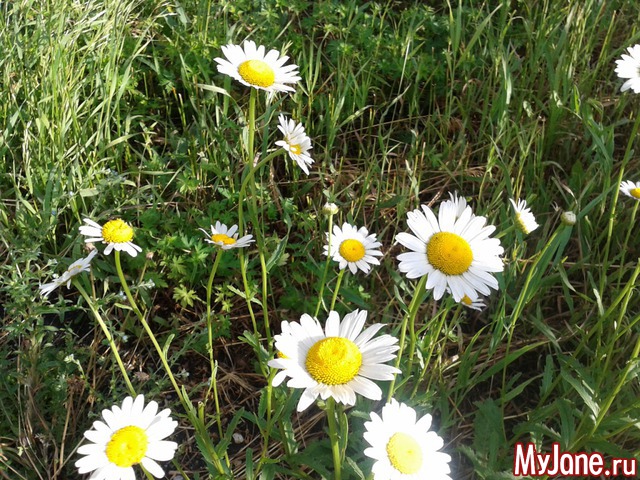 �����-��� ���� ������