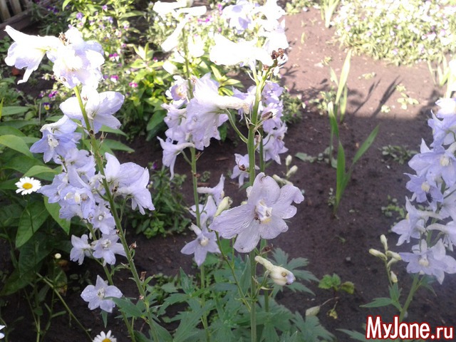 �����-��� ���� ������