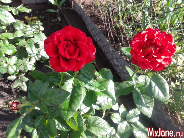 �����-��� ���� ������