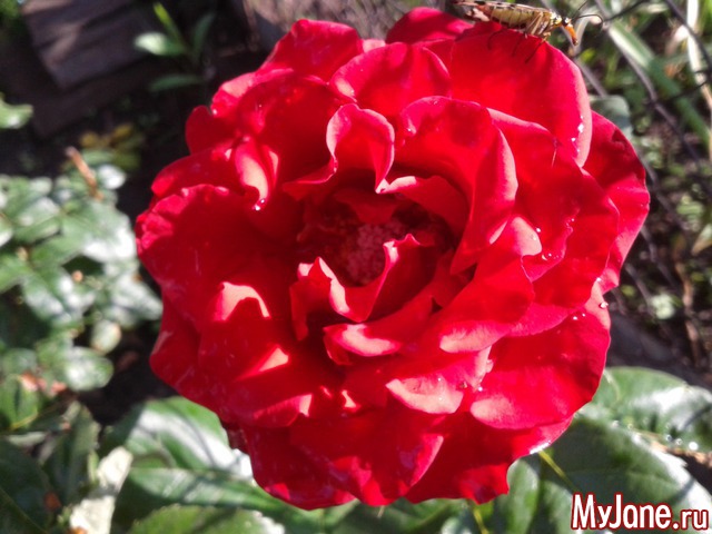 �������