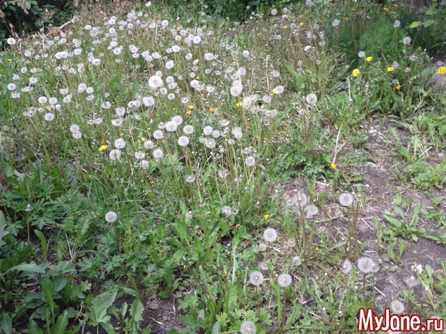 �����-��� ���� ������