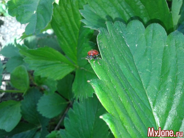 �����-��� ���� ������