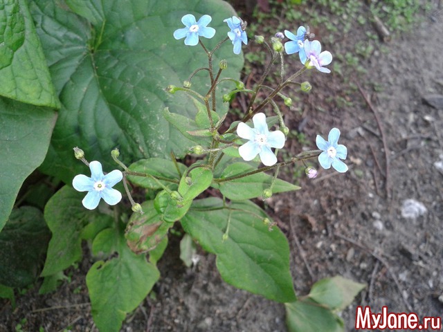 �����-��� ���� ������