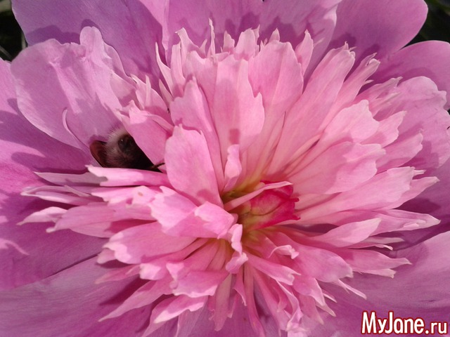 �����-��� ���� ������