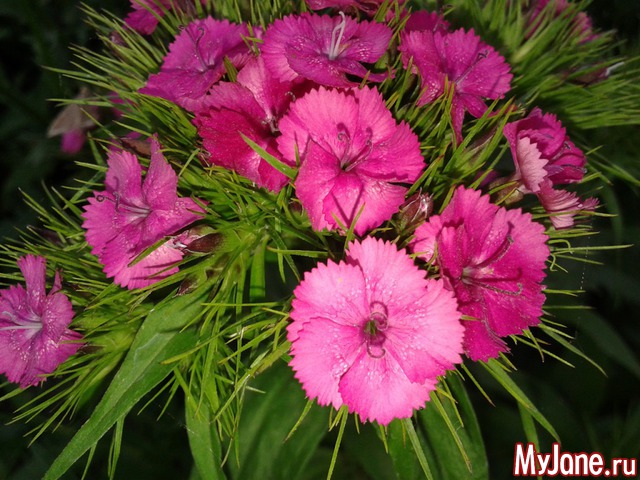 �����-��� ���� ������