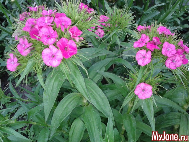 �����-��� ���� ������