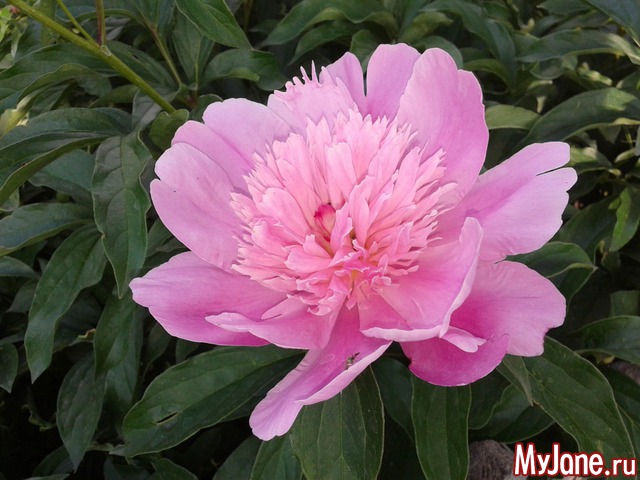 �����-��� ���� ������