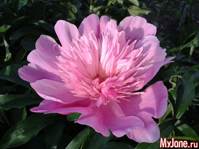 �����-��� ���� ������