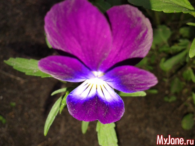 �����-��� ���� ������