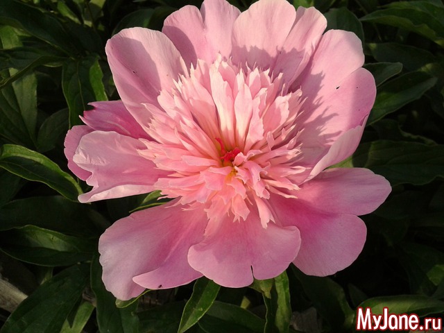 �����-��� ���� ������