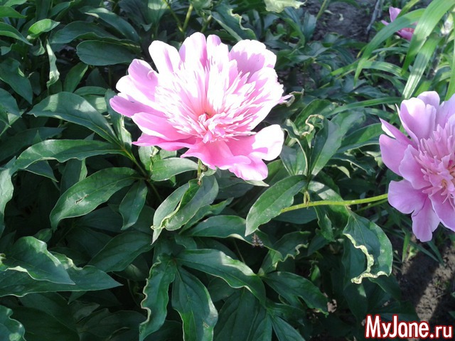 �����-��� ���� ������